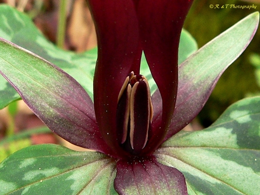 {Trillium maculatum}